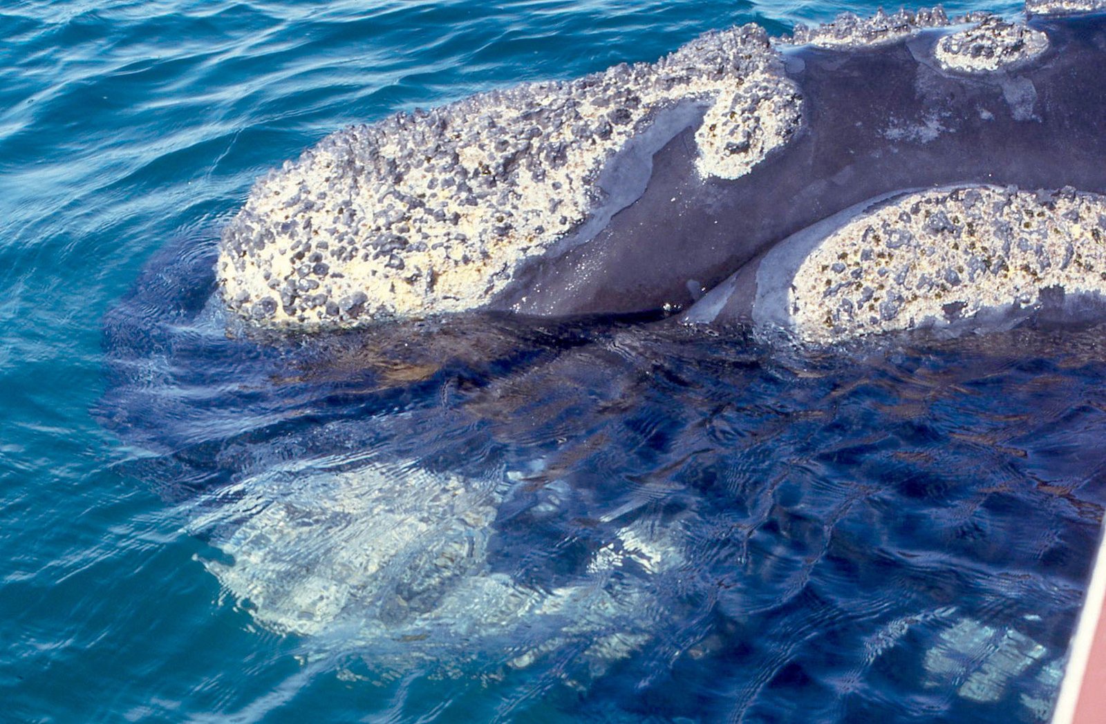 Valdés Peninsula 04
